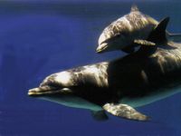 C�mo se llaman los delfines y qu� nombres tienen