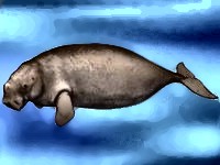 Conocer de la vida del Dugong Dugongo