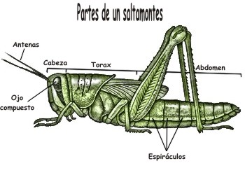 Partes que conforman el cuerpo de un saltamontes