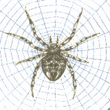 ¿Cómo hace la araña para producir telaraña?