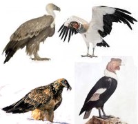 Ejemplos de nombres de aves carroñeras