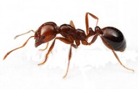 Interpretaci�n de los sue�os con ver hormigas