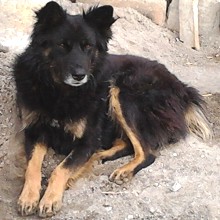Biograf�a de los perros