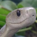 Ejemplos de animales s�per venenosos