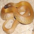 Ejemplos de animales s�per venenosos