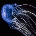 Ejemplos de animales s�per venenosos