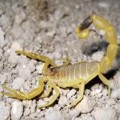 Ejemplos de animales s�per venenosos