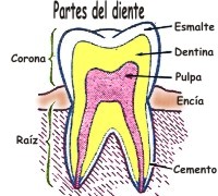 Porque partes está formado un diente y sus funciones