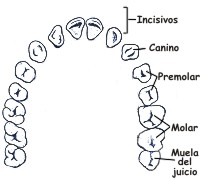 �Cu�les son las partes de los dientes?
