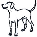 ¿A qué se debe que los perros muerdan?