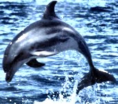 ¿Ejemplos de cuanta inteligencia tienen los delfines?