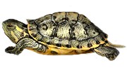 ¿Cómo comprar una tortuga para que sea mi mascota?
