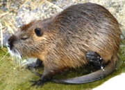 Biograf�a del animal nutria