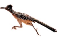Información sobre el animal correcaminos (Geococcyx Californianus)