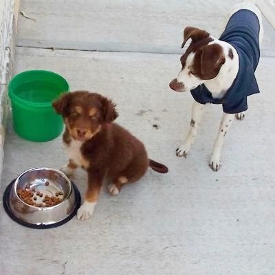 Porque las mascotas han sido importantes en la historia de la humanidad
