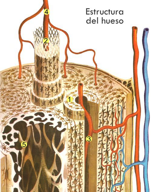 ¿Por qué un hueso roto puede recuperarse?